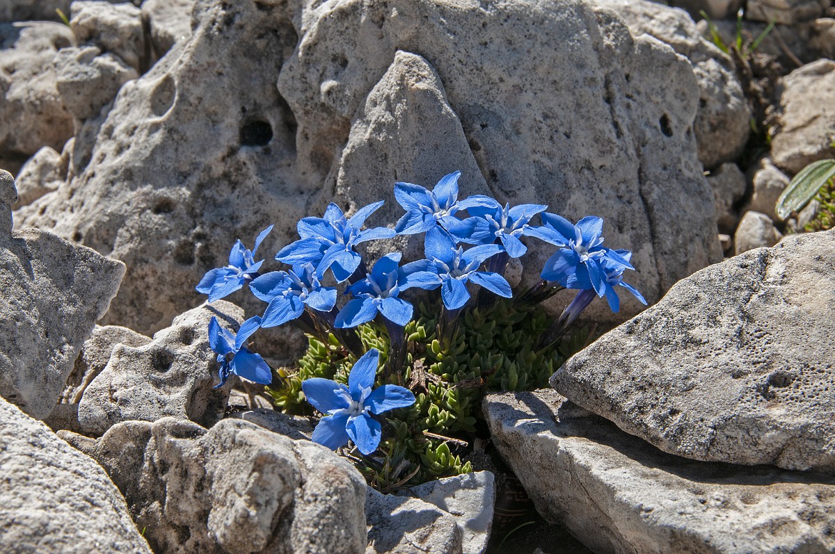 Gentiana schleicheri